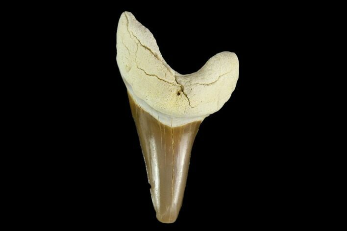 Fossil Cretoxyrhina Shark Tooth - Kansas #115662